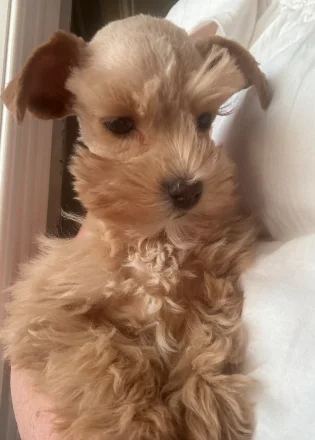Parker Place puppy