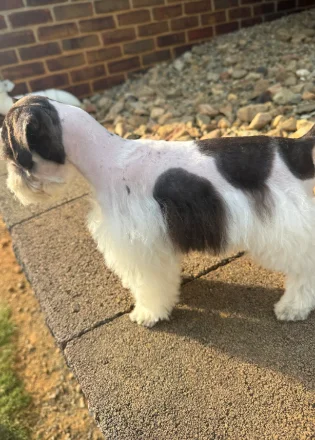 Parker Place puppy