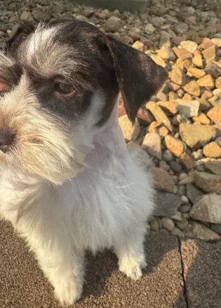 Parker Place puppy