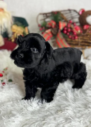 Parker Place puppy