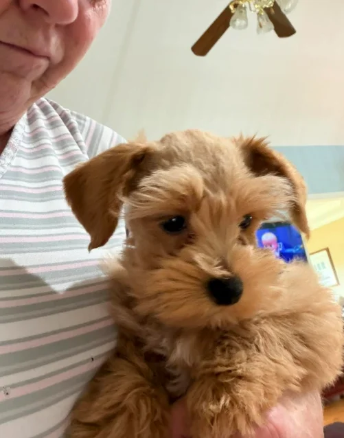 Toy Schnauzer puppy