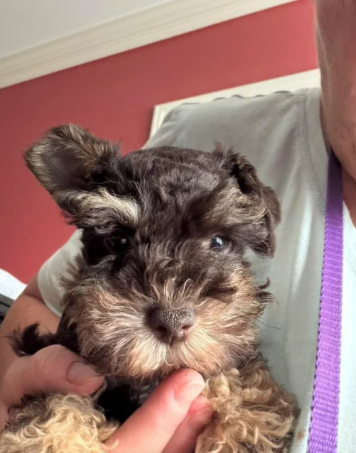 Teacup Schnauzer puppy