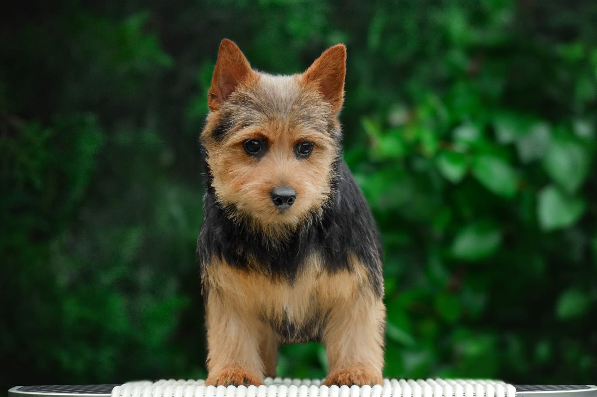 Norwich Terrier puppy standing on a show table