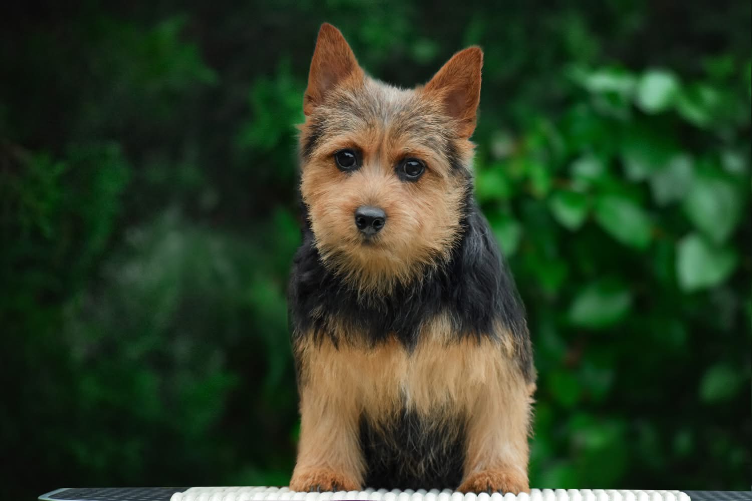 Norwich Terrier puppy sitting