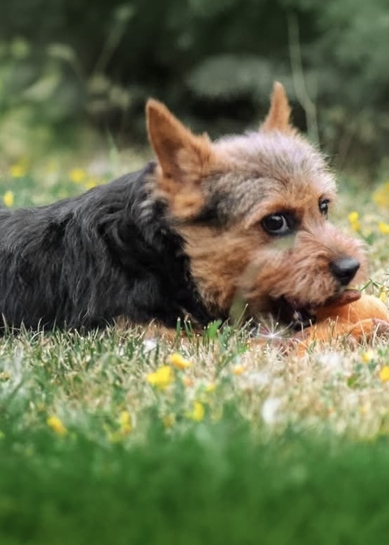 Norwich Terrier puppy lying in the grass