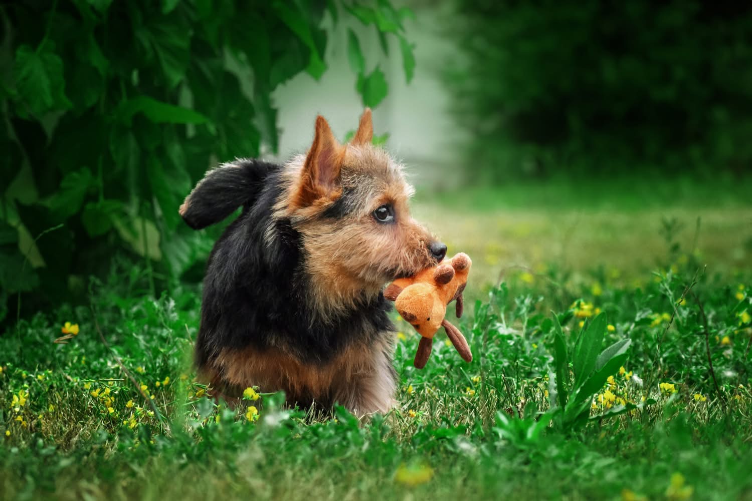 Norwich Terrier puppy carrying a toy
