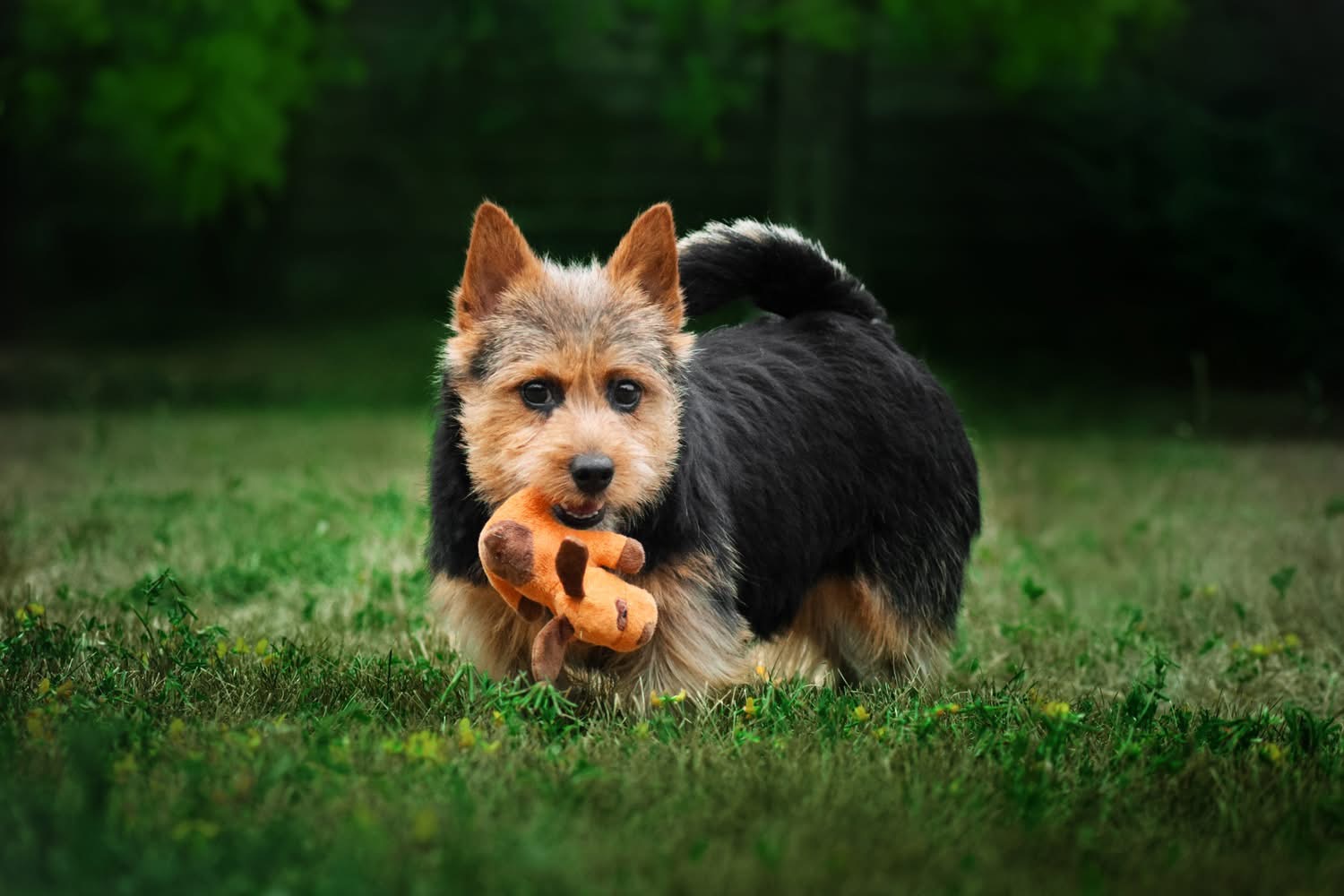 Norwich Terrier puppy playing with a toy